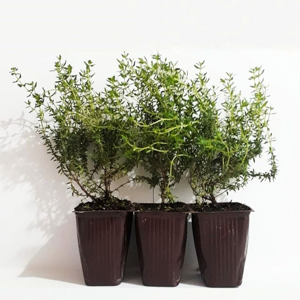 Dağ Kekiği, Doğal Kekik Fidanı