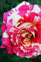SİHİRBAZ BASTON GÜL FİDANI 4 YAŞ SAKSILI (PEMBE - BEYAZ)
