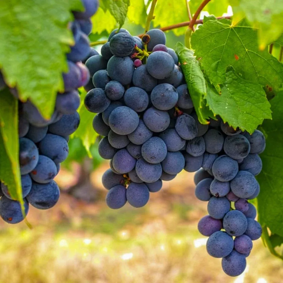 ALFONS SİYAH ÜZÜM FİDANI