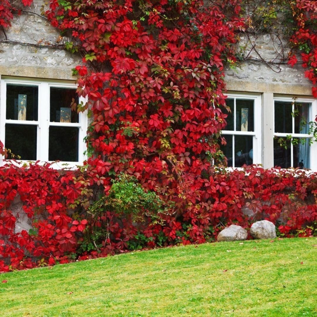 Amerikan Sarmaşığı (Parthenocissus Quinquefolia) Fidanı