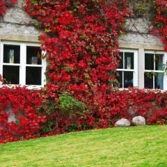 Amerikan Sarmaşığı (Parthenocissus Quinquefolia) Fidanı