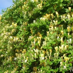 Hanımeli Sarmaşık (Lonicera Japonica) Fidanı