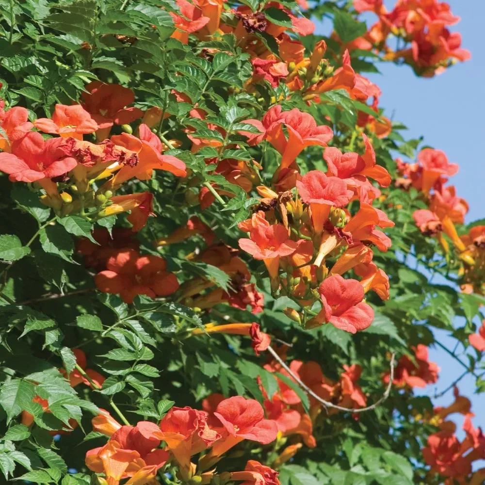 Acem Borusu ( Campsis radicans ) Fidanı