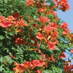 Acem Borusu ( Campsis radicans ) Fidanı