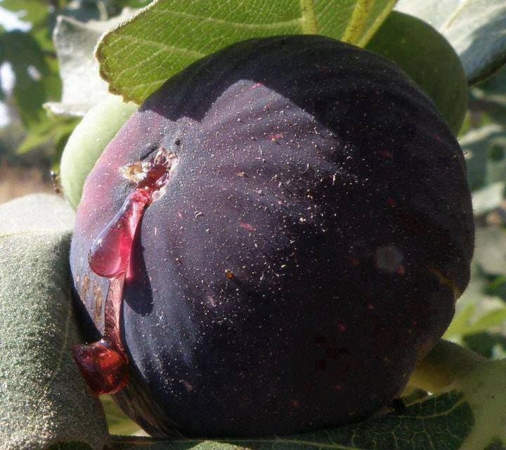 Verime Hazır 4 Yaș/200 cm İri Meyveli Bursa Siyahı İncir Fidanı Saksılı