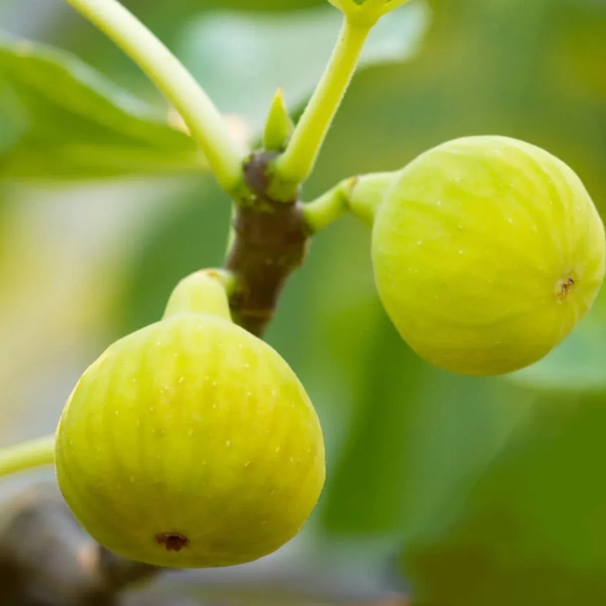 Verime Hazır 4 Yaș/200 cm Aydın Sarı Lop İncir Fidanı Saksılı