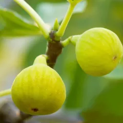 Verime Hazır 4 Yaș/200 cm Aydın Sarı Lop İncir Fidanı Saksılı