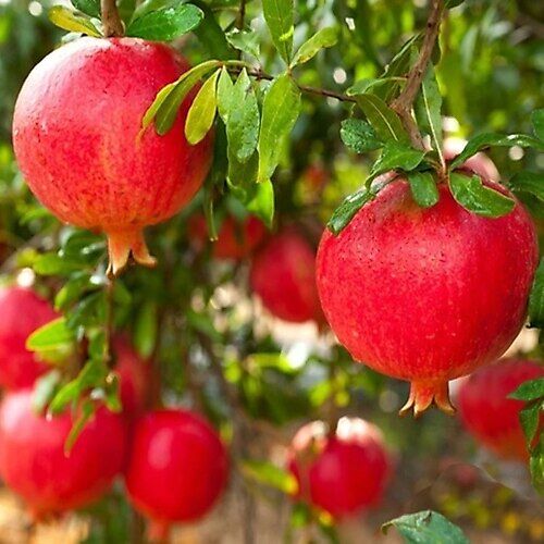 3 YAŞ TÜPLÜ HİCAZ NAR FİDANI