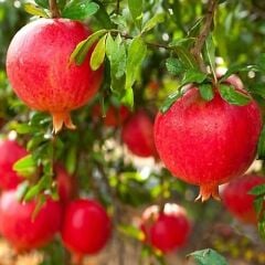 3 YAŞ TÜPLÜ HİCAZ NAR FİDANI