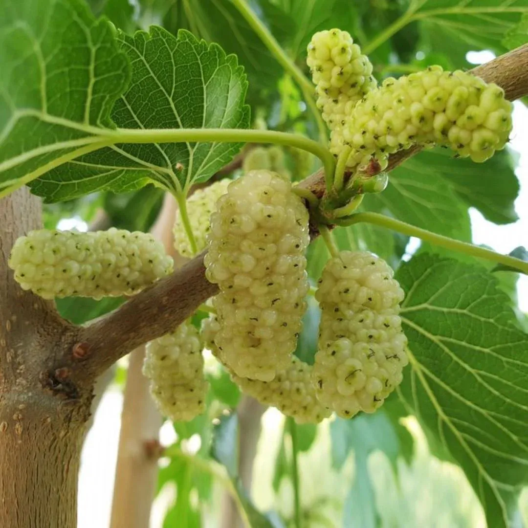 Verime Hazır 4 Yaș/200 cm İri Meyveli Beyaz Dut Fidanı Saksılı