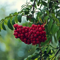 SORBUS AUCUPARİA ÜVEZ FİDANI (Kuş Üvezi)