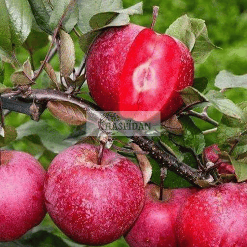 İçi Dışı Kırmızı Elma Fidanı 3 Yaş / Tüplü