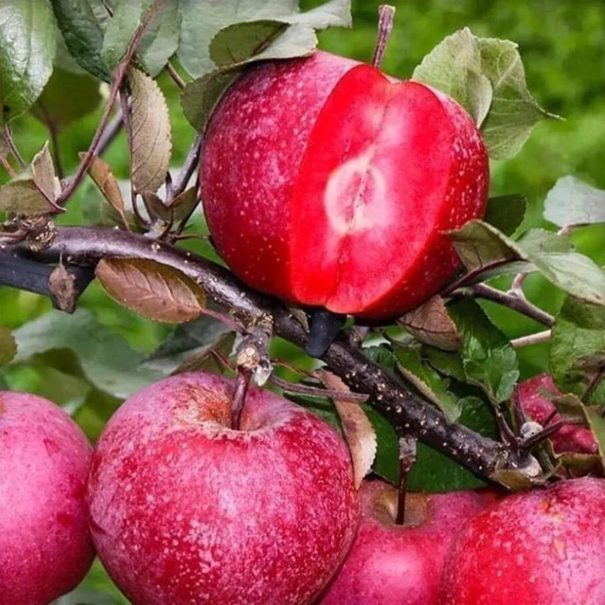İÇİ DIŞI KIRMIZI ELMA FİDANI 3 YAŞ TÜPLÜ