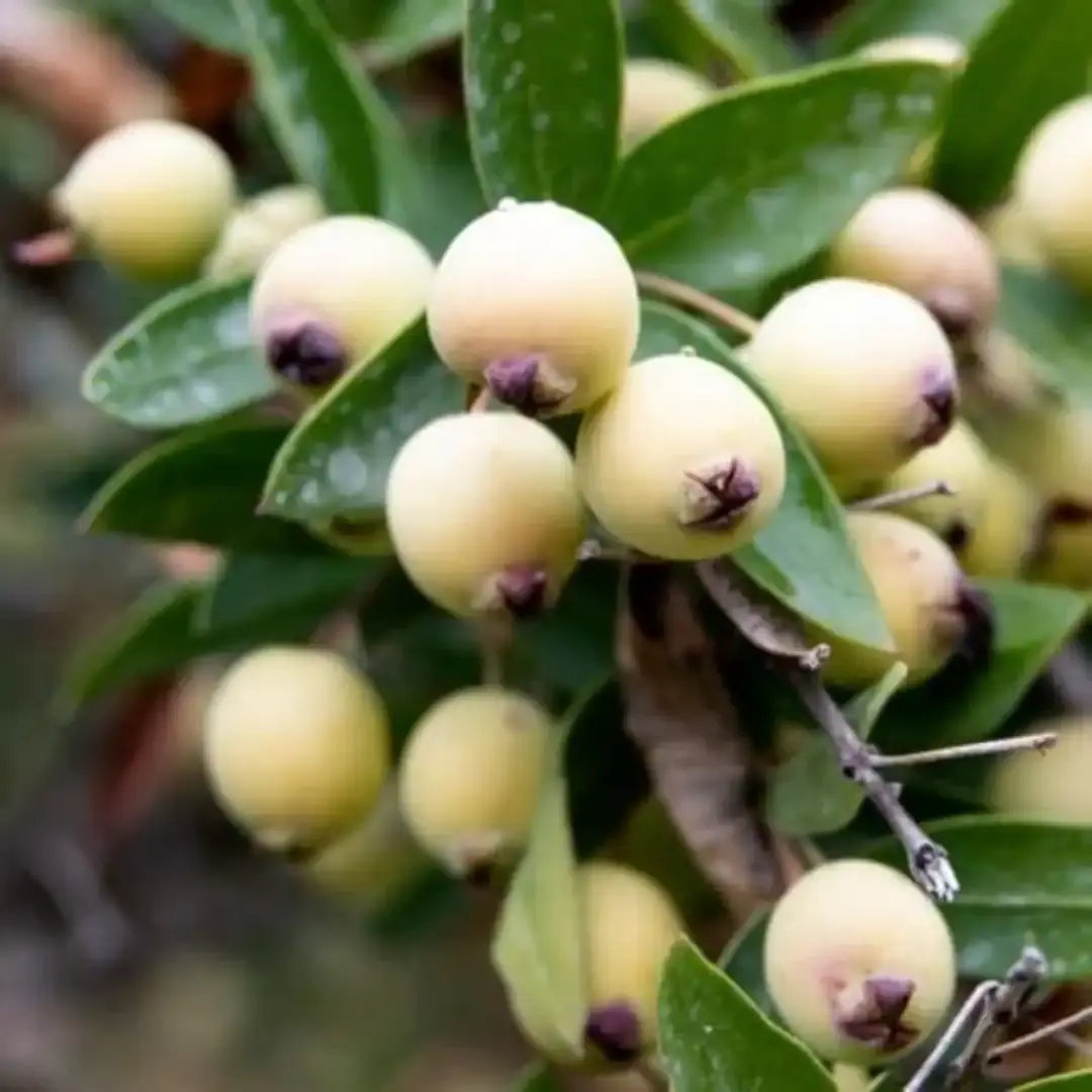 MURT YEMİŞİ (HAMBELES) FİDANI 3 YAŞ