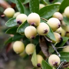 MURT YEMİŞİ (HAMBELES) FİDANI 3 YAŞ