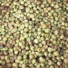 MURT YEMİŞİ (HAMBELES) FİDANI 3 YAŞ