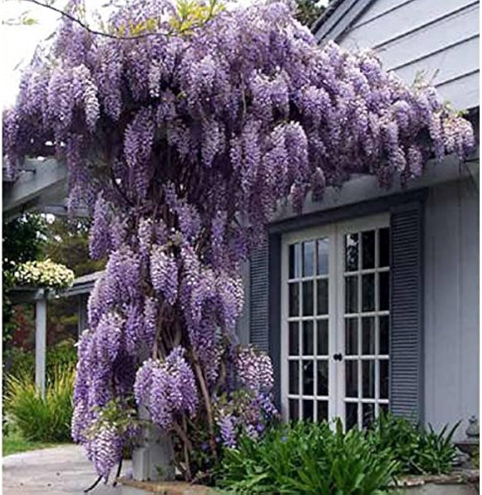 Mor Salkım (Wisteria sinensis) Fidanı