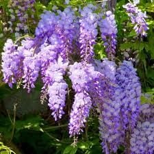Mor Salkım (Wisteria sinensis) Fidanı