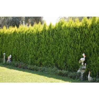 LİMON SERVİ FİDANI 60-70 CM