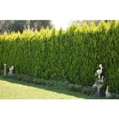 LİMON SERVİ FİDANI 60-70 CM