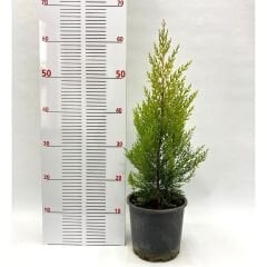 LİMON SERVİ FİDANI 60-70 CM