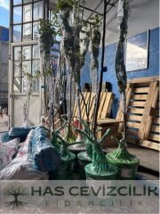 Abete Fetel Armut Fidanı - 4 Yaş/Saksılı