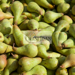 Abete Fetel Armut Fidanı - 4 Yaş/Saksılı