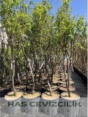 Etruşka Armut Fidanı - 4 Yaş/Saksılı