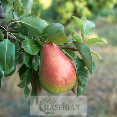 Etruşka Armut Fidanı - 4 Yaş/Saksılı