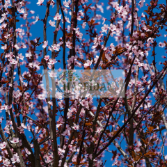 Kırmızı Yapraklı Süs Eriği Fidanı | 3 Yaş/Saksılı