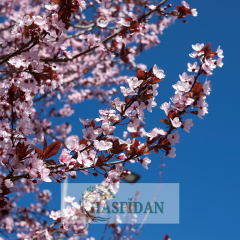 Kırmızı Yapraklı Süs Eriği Fidanı | 3 Yaş/Saksılı