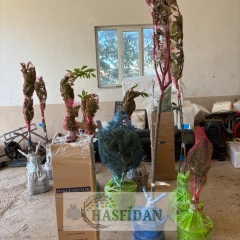 Bodur Süs Narı Fidanı - Saksılı