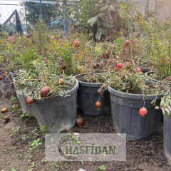 Bodur Süs Narı Fidanı - Saksılı