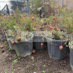 Bodur Süs Narı Fidanı - Saksılı