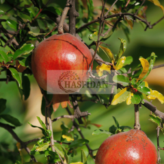 Bodur Süs Narı Fidanı - Saksılı
