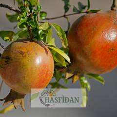 Bodur Süs Narı Fidanı - Saksılı