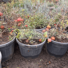 Bodur Süs Narı Fidanı - Saksılı