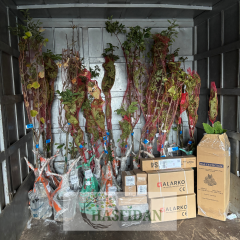 Şimşir Fidanı (Buxus sempervirens) - Saksılı