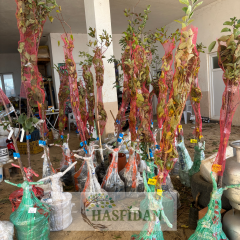 Şimşir Fidanı (Buxus sempervirens) - Saksılı