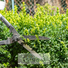 Şimşir Fidanı (Buxus sempervirens) - Saksılı