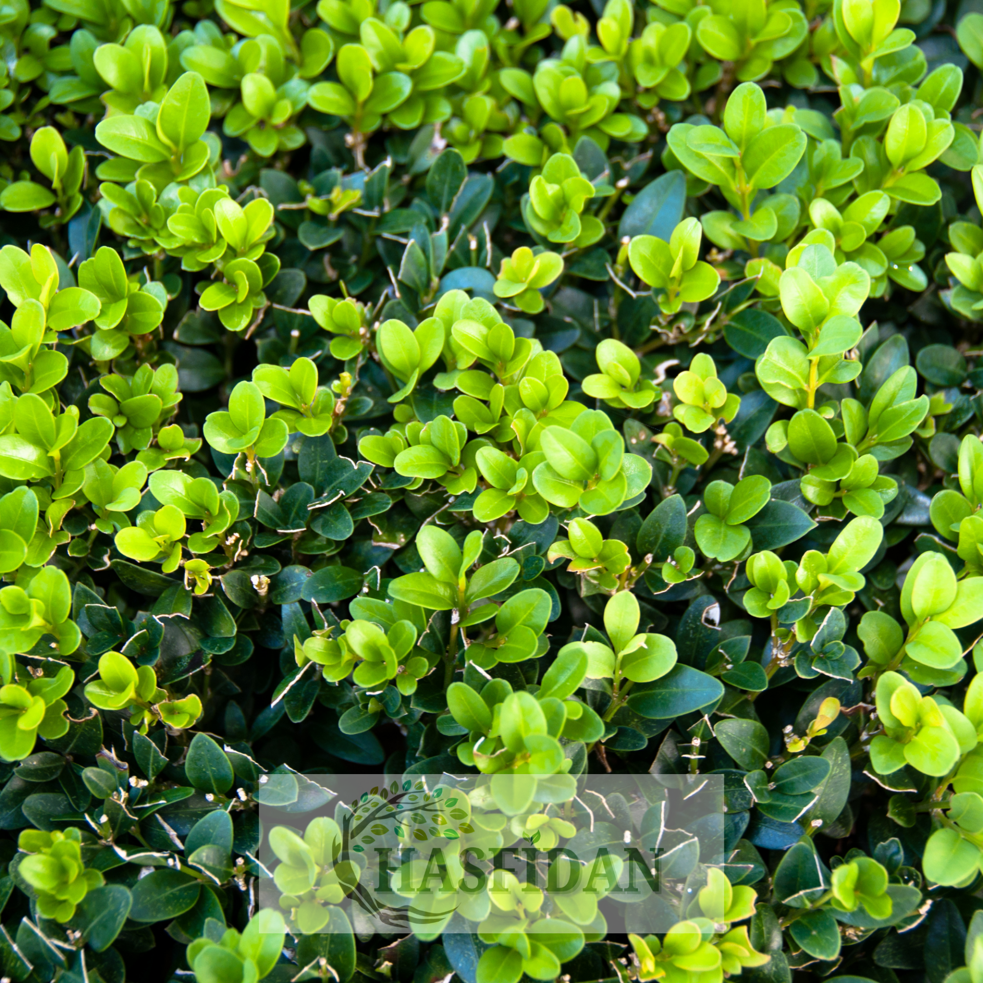Şimşir Fidanı (Buxus sempervirens) - Saksılı