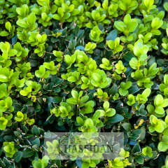Şimşir Fidanı (Buxus sempervirens) - Saksılı