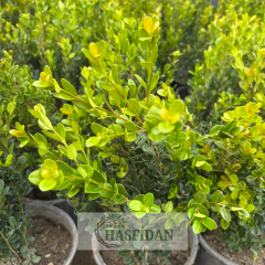 Şimşir Fidanı (Buxus sempervirens) - Saksılı
