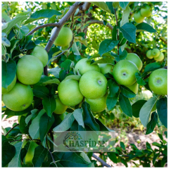 Granny Smith Elma Fidanı Köklü-3 Yaş