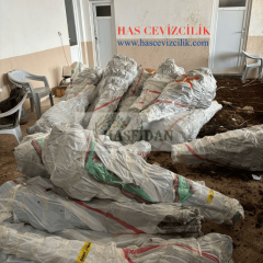 Granny Smith Elma Fidanı Köklü-3 Yaş