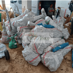 Granny Smith Elma Fidanı Köklü-3 Yaş