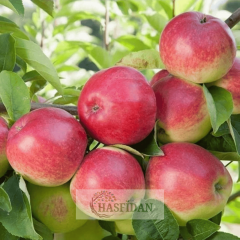 Amasya Elma Fidanı Köklü-3 Yaş