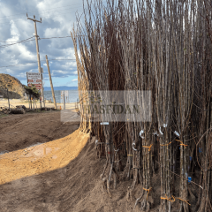 Yaz Elması Fidanı Köklü-3 Yaş