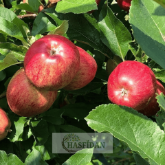 Yaz Elması Fidanı Köklü-3 Yaş