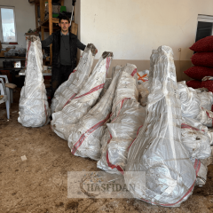 Hachiya Trabzon Hurması Fidanı Köklü-3 Yaş